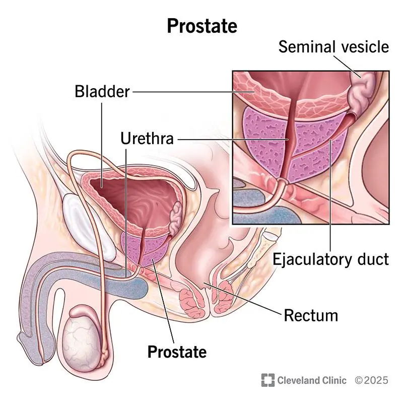 Prostate et confort urinaire chez l'homme